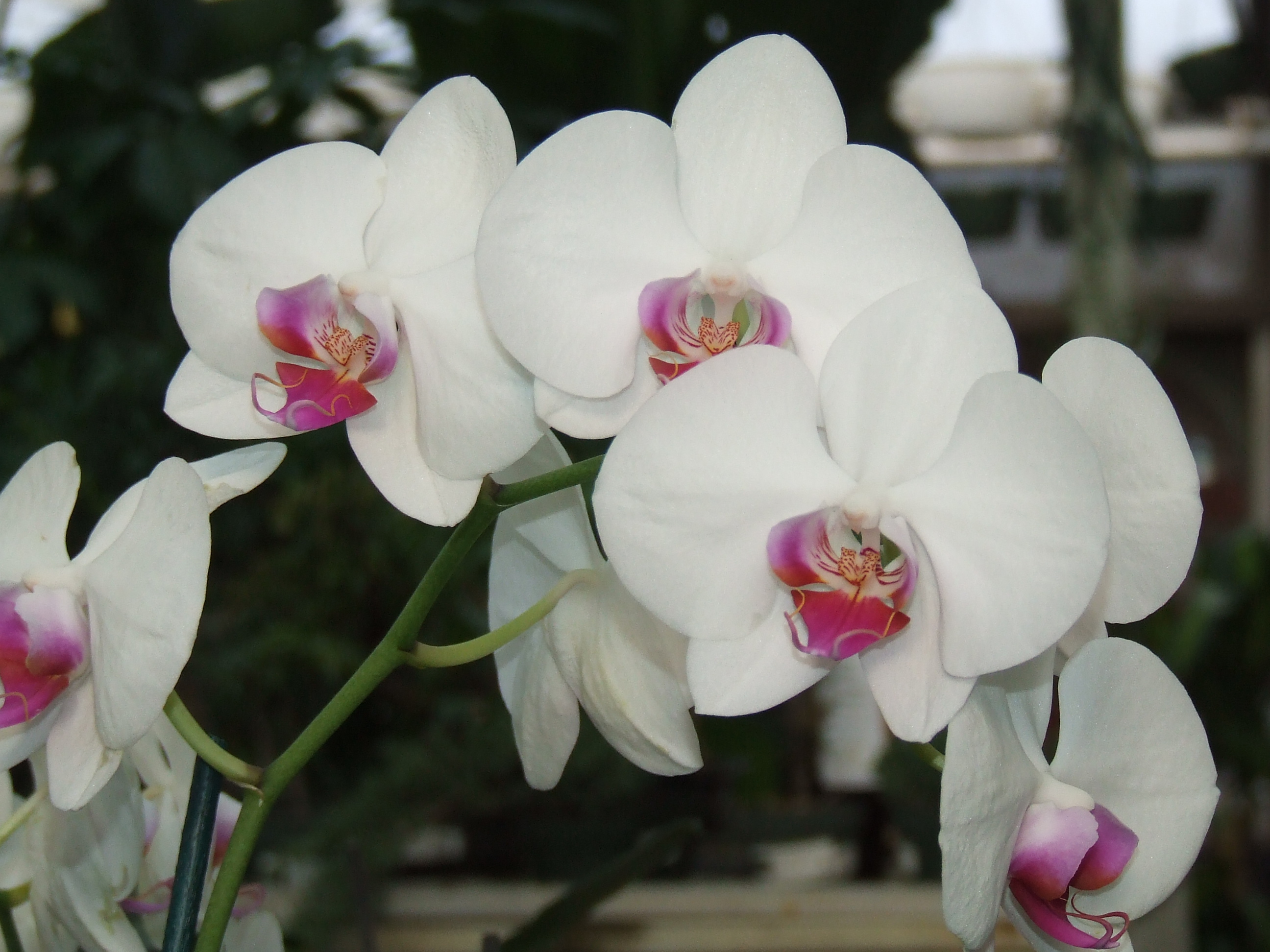 flowering spike of a Phalaenopsis 